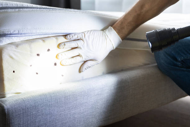 Best Pest Removal Services  in Versailles, OH
