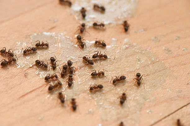 Best Cockroach Control Services  in Versailles, OH