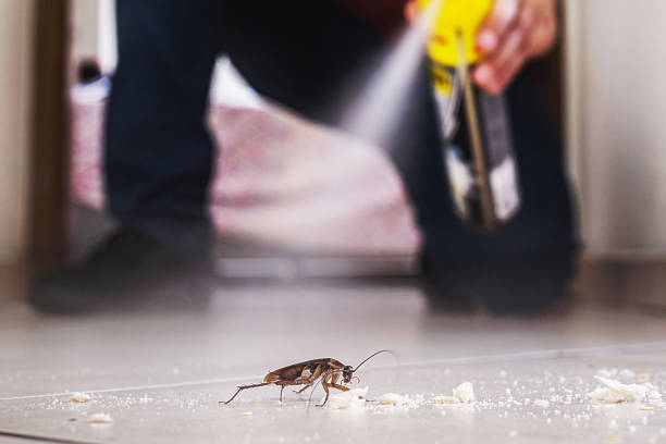 Best Termite Control Services  in Versailles, OH